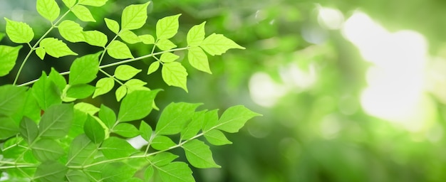 Sluit omhoog van groen aardblad op vage groenachtergrond in tuin