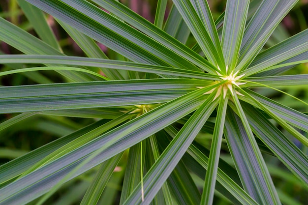 Sluit omhoog van groen gebladerte in aard. takken met lange groene bladeren.