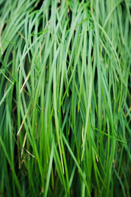 Foto sluit omhoog van groen gras