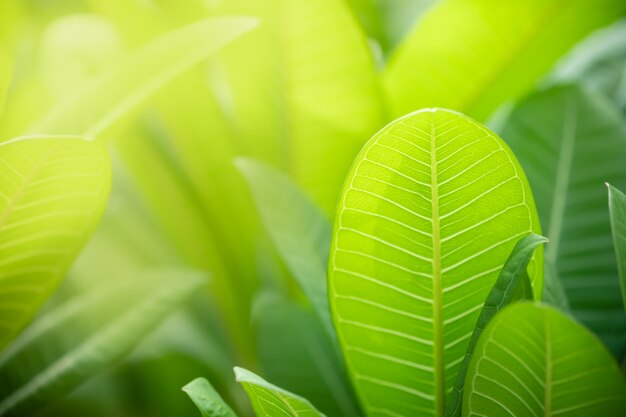 Sluit omhoog van groen Plumeria-blad van de aardmening op vage groenachtergrond onder zonlicht