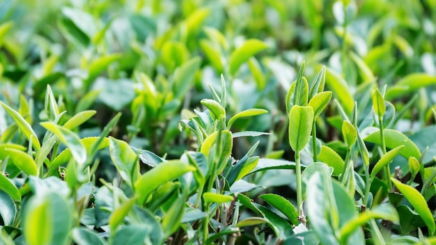 Sluit omhoog van groene theeaanplanting.