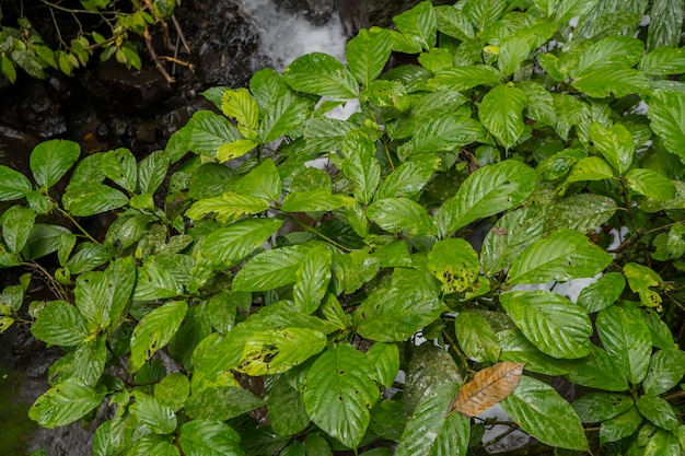 Sluit omhoog van groene verlofachtergrond op regenwoud.