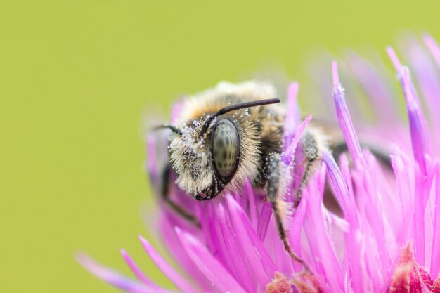 Sluit omhoog van grote bijenzitting op een distelbloem