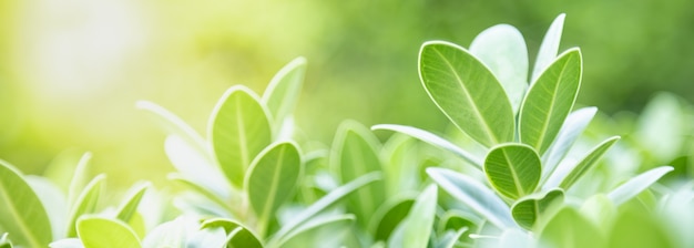 Sluit omhoog van het groene blad van de aardmening op vage groenachtergrond onder zonlicht met bokeh en exemplaar ruimteachtergrond natuurlijk installatieslandschap, het concept van de ecologiedekking.