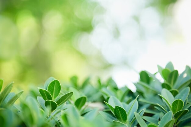 Sluit omhoog van het groene blad van de aardmening op vage groenachtergrond onder zonlicht met bokeh en exemplaar ruimteachtergrond natuurlijk installatieslandschap,