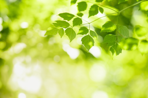 Sluit omhoog van het groene blad van de aardmening op vage groenachtergrond onder zonlicht met bokeh en kopieer het ruimte gebruikend als achtergrond natuurlijk installatieslandschap