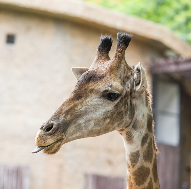 Sluit omhoog van het hoofd van de giraffe