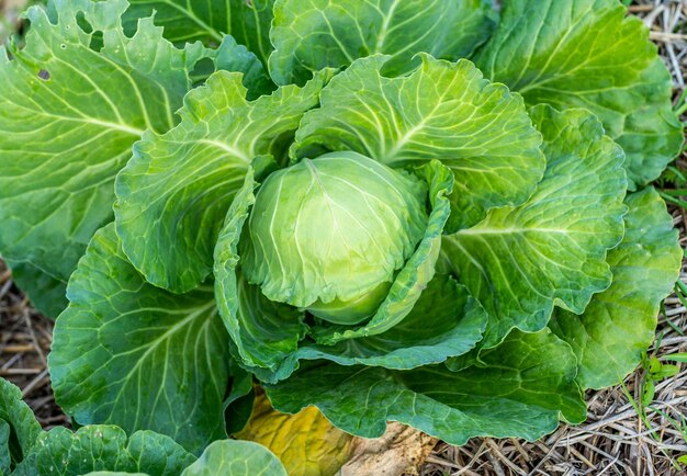 Sluit omhoog van het hoofd van de groene kool in de tuin