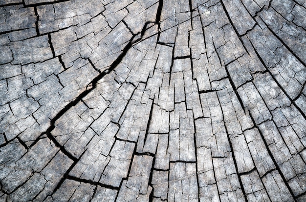 Sluit omhoog van het zwart-witte structuurpatroon van de boomstomp. Detail van het hout met nerf ziet er oud en vintage uit. Samenvatting voor aardachtergrond