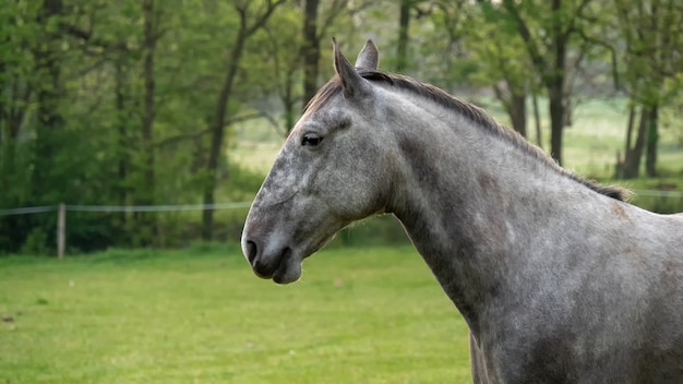 Sluit omhoog van hoofd van paard starend in de weide