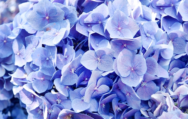 Foto sluit omhoog van hortensia'sbloem, ochtendbloesem