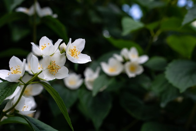 Sluit omhoog van jasmijnbloemen in een tuin.