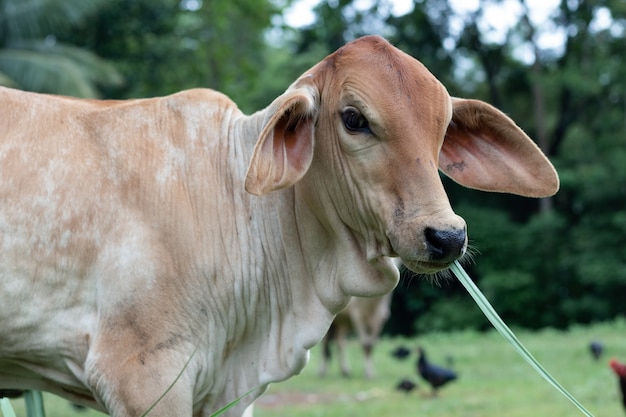 Sluit omhoog van jonge koe die gras eet.