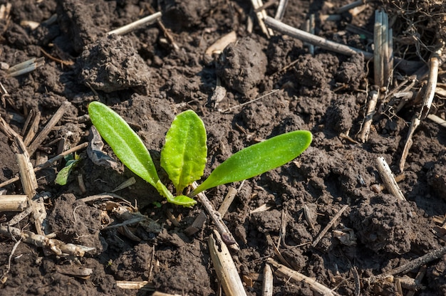 Sluit omhoog van jonge spruiten van suikerbiet in de lentetijd