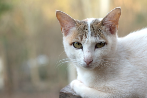 Sluit omhoog van leuke kat