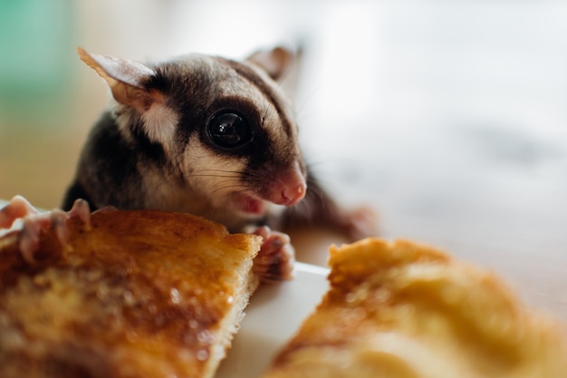 Sluit omhoog van leuke Sugar Glider eet broden.