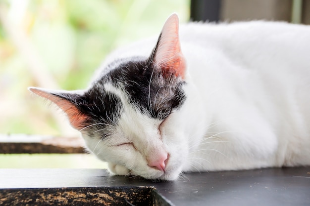 Sluit omhoog van leuke zwart-witte kat, zachte nadruk.