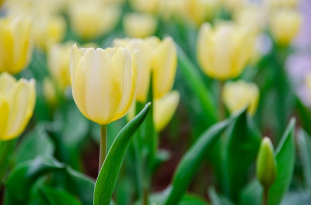 Sluit omhoog van lichtgeele tulpen