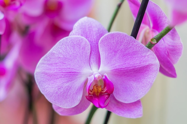 Sluit omhoog van mooie bloeiende purpere bloem van phalaenopsisorchidee. Exotische bloemenachtergrond