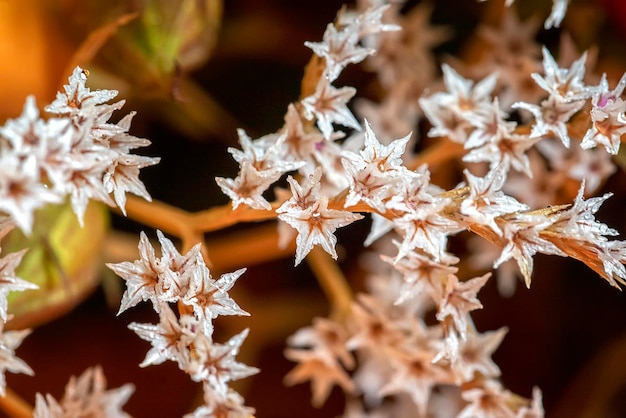 Sluit omhoog van mooie kleine bloemen Natuurlijk patroon