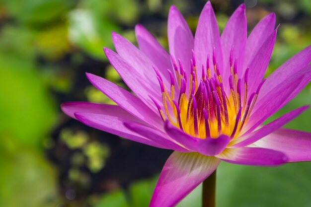 Sluit omhoog van mooie roze lotusbloem op groene achtergrond