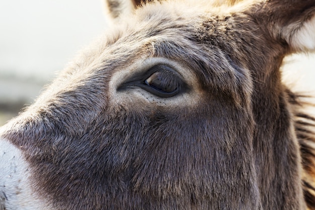 Sluit omhoog van oog van ezel in een weide