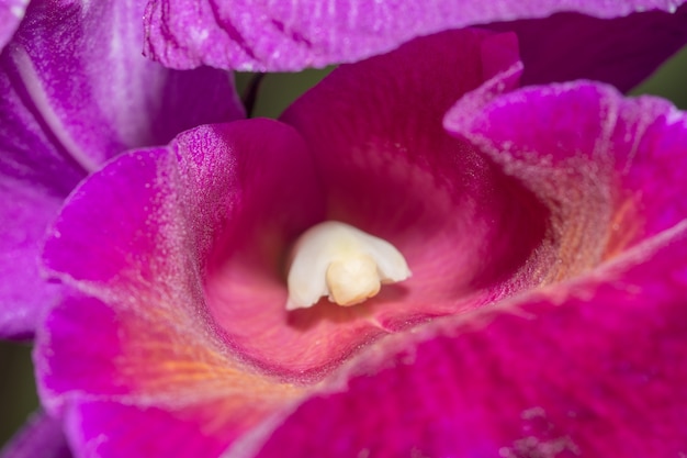 Sluit omhoog van orchideebloem