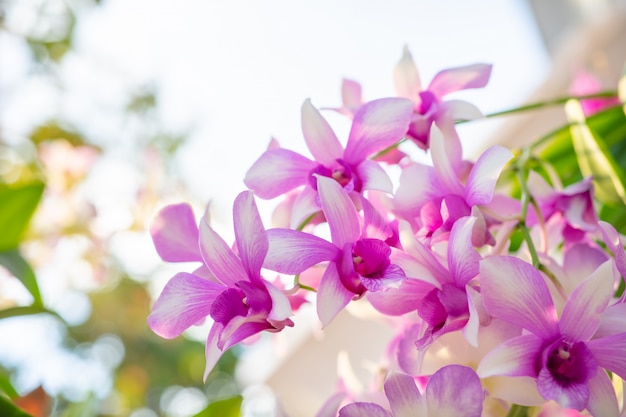 Sluit omhoog van orchideebloem