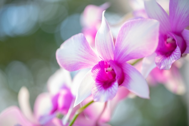 Sluit omhoog van orchideebloem