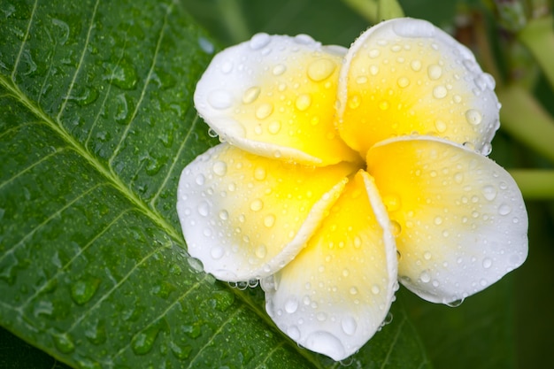 Sluit omhoog van plumeria of frangipanibloesem op de plumeriaboom