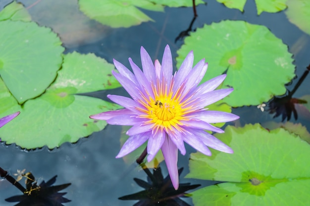 Sluit omhoog van purpere lotusbloem in de watervijver met bijen die rond vliegen