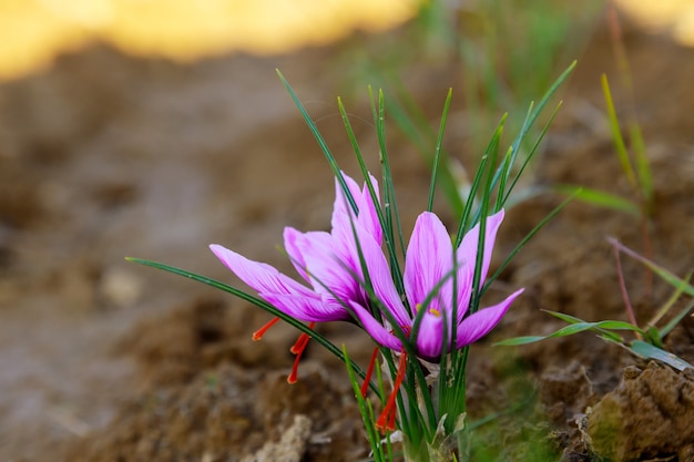 Sluit omhoog van purpere saffraanbloemen bij oogstseizoen.