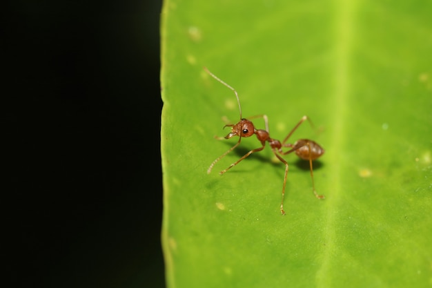 Sluit omhoog van rode mier op groen blad