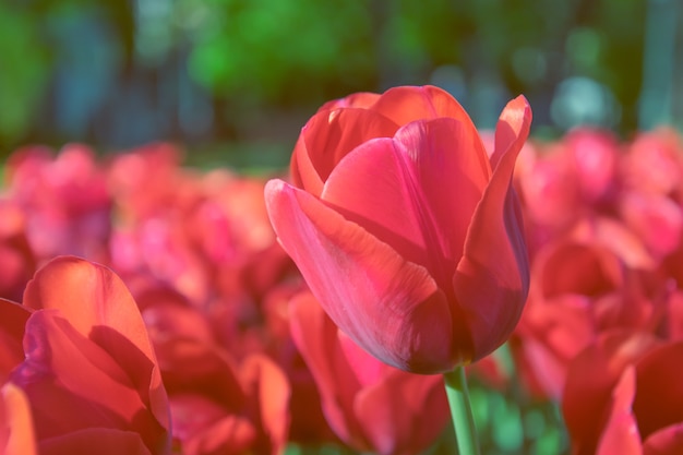 Sluit omhoog van rode tulpen