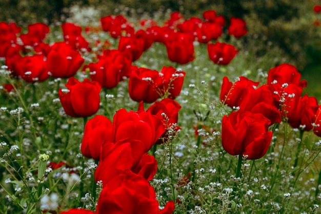 Sluit omhoog van rode tulpenknoppen op het gebied van bloeiende tulpen