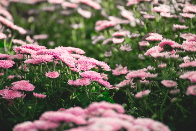 Sluit omhoog van roze bloemen in de ochtend