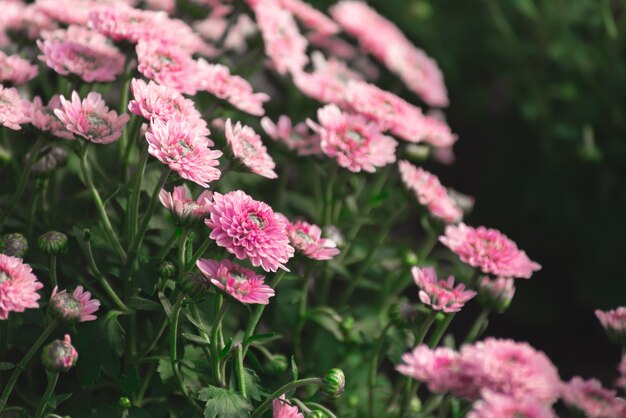 Sluit omhoog van roze bloemen in de ochtend