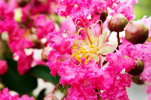 Sluit omhoog van Roze Lagerstroemia