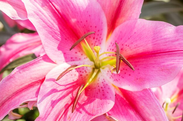 Sluit omhoog van roze lelie in de tuin.