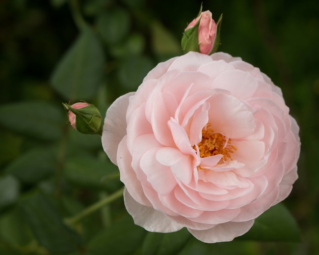 Sluit omhoog van rozenbloem op tak