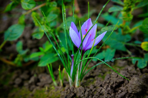 Sluit omhoog van saffraanbloemen in een gebied in oogsttijd