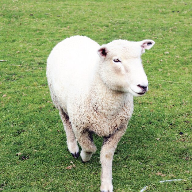 Foto sluit omhoog van schapen die vooruit met groene grasachtergrond komen