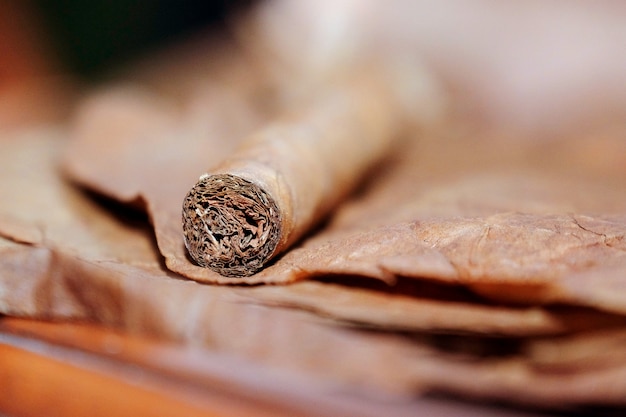 Sluit omhoog van sigaar op de tabaksbladeren