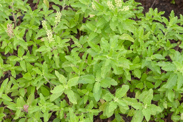 Sluit omhoog van Thais basilicum of zoet basilicum in de tuin