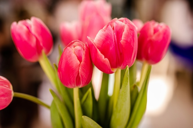 Sluit omhoog van tulpenbloemen