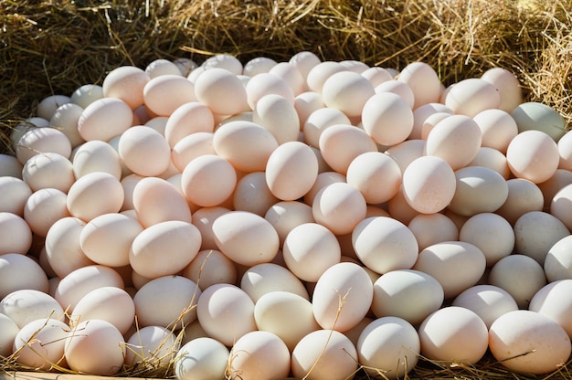 Sluit omhoog van verse eendeneieren op hooi