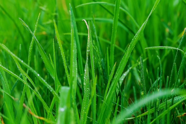 Sluit omhoog van verse ochtenddauw op de lentegras