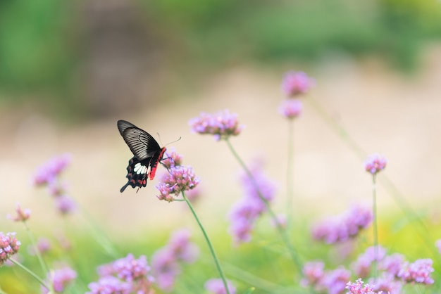 Sluit omhoog van vlinder op bloemen