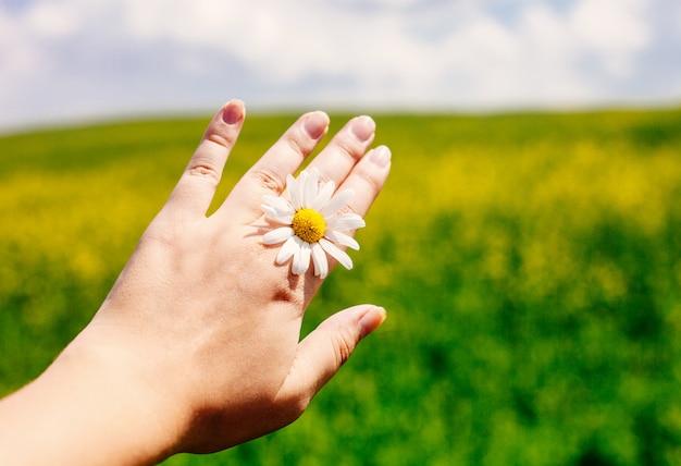 Sluit omhoog van vrouwelijke hand met madeliefje tegen levendig de zomergebied en blauwe hemel.