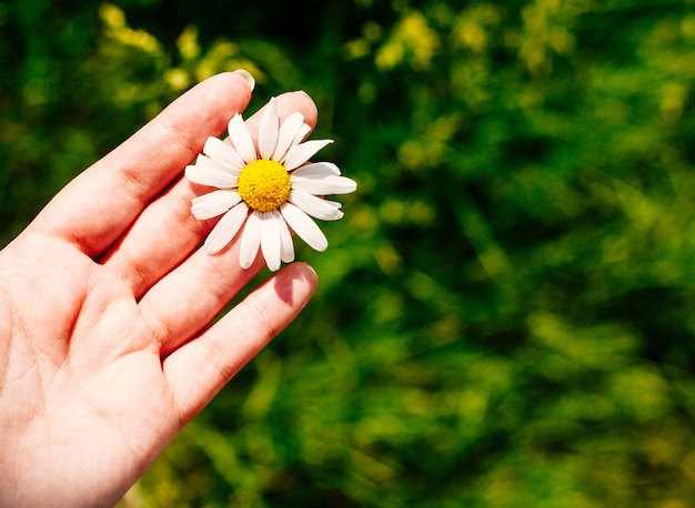 Sluit omhoog van vrouwelijke hand met madeliefje tegen levendig de zomergebied.